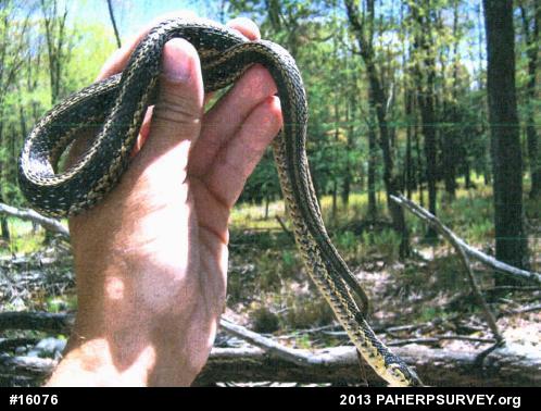 Eastern Gartersnake