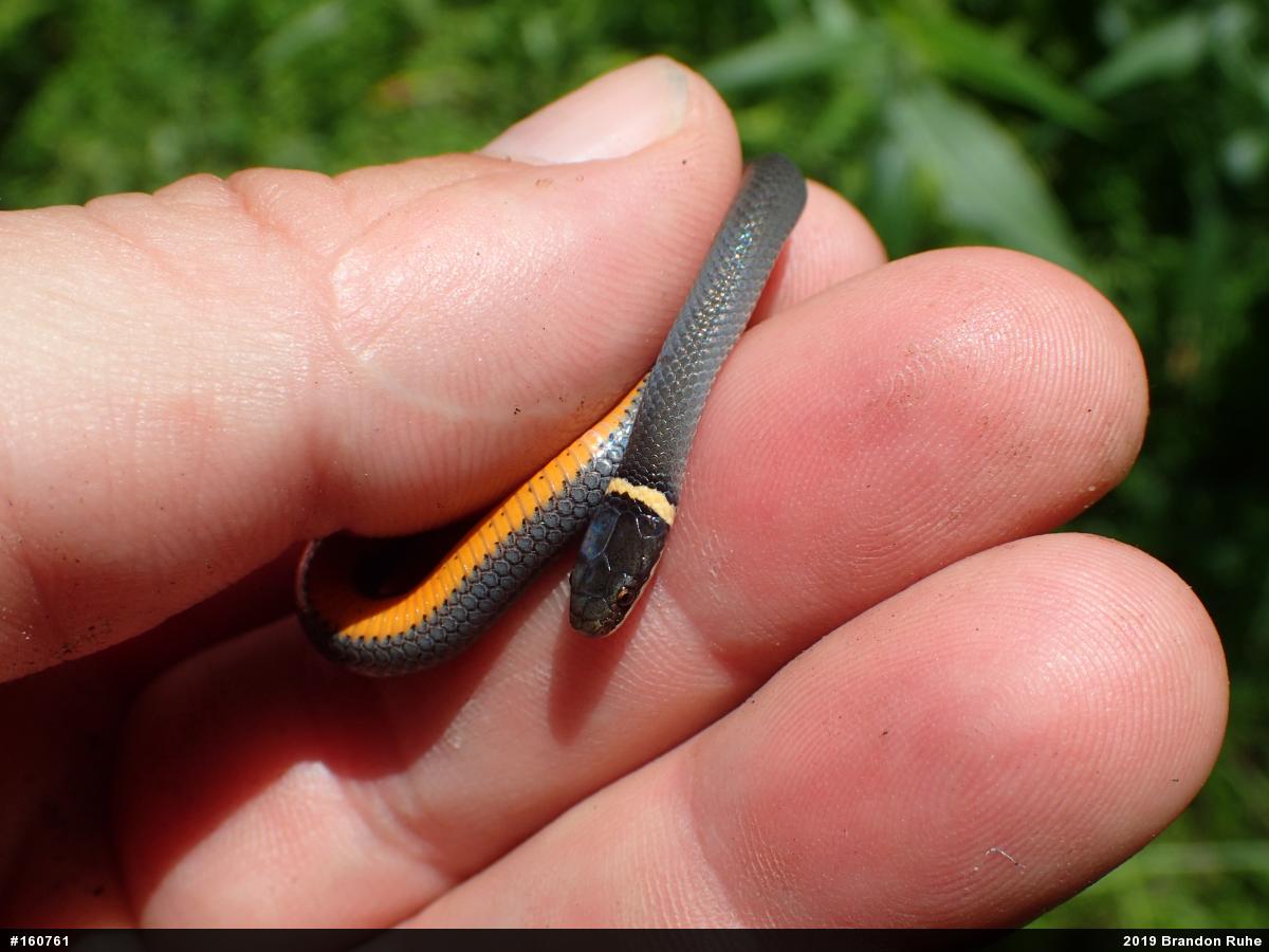 Northern Ring-necked Snake