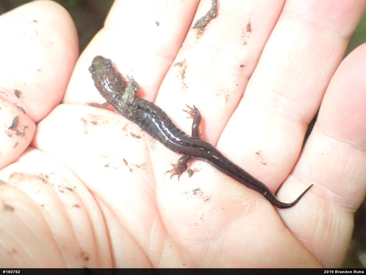 Allegheny Mountain Dusky Salamander