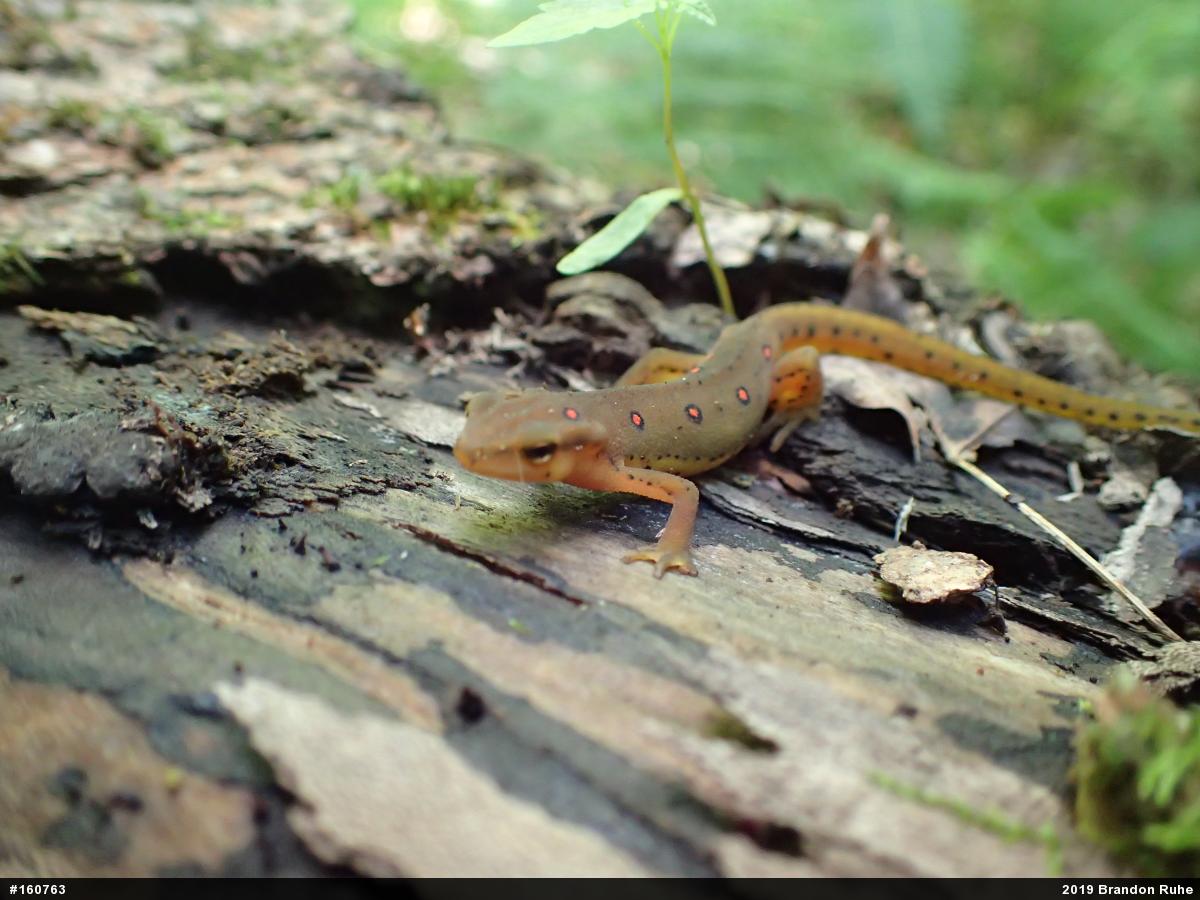 Red-spotted Newt