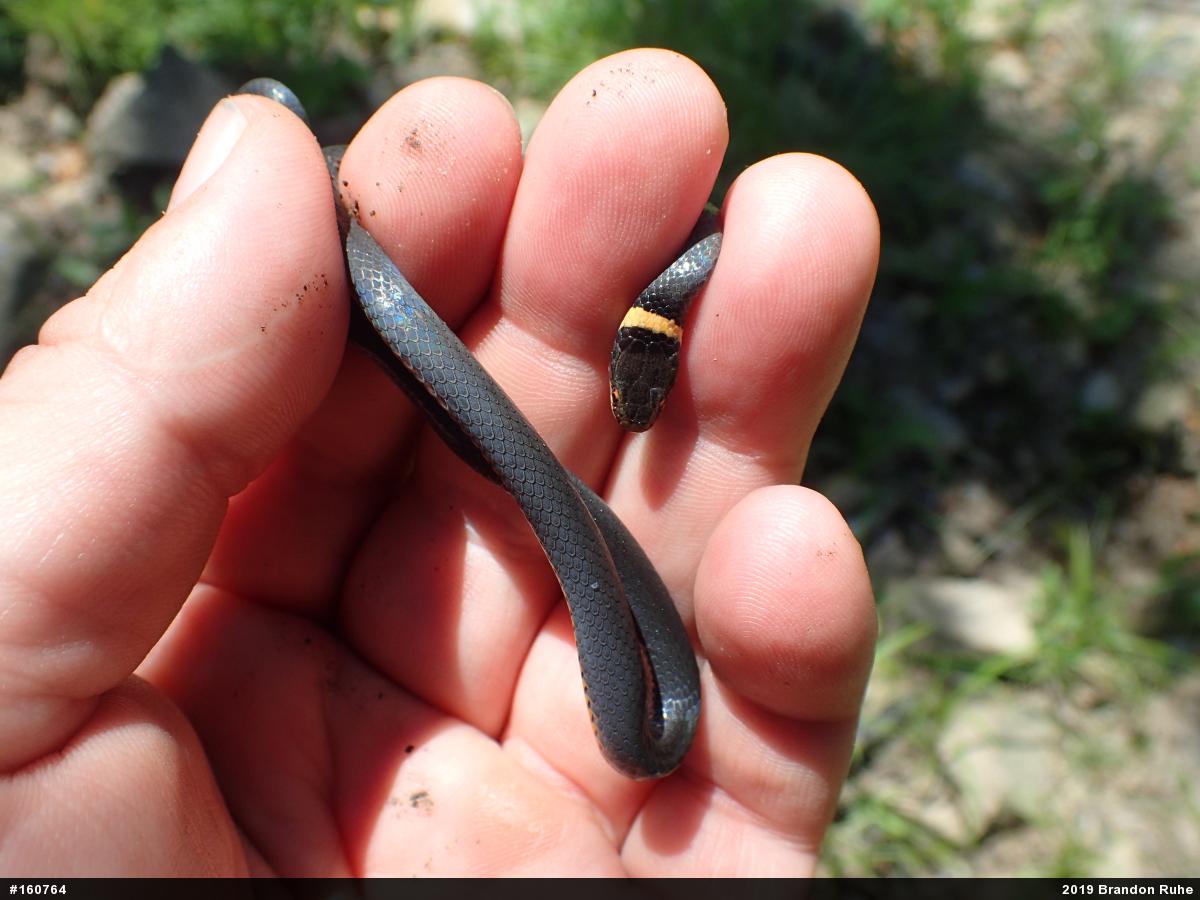 Northern Ring-necked Snake