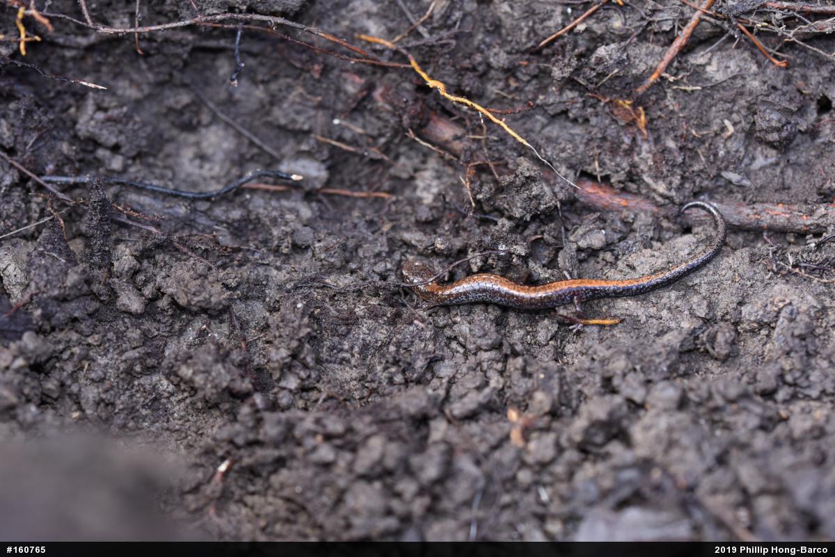 Eastern Red-backed  Salamander