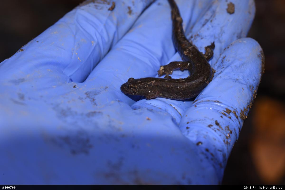 Northern Dusky Salamander