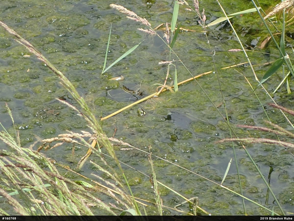 Painted Turtle