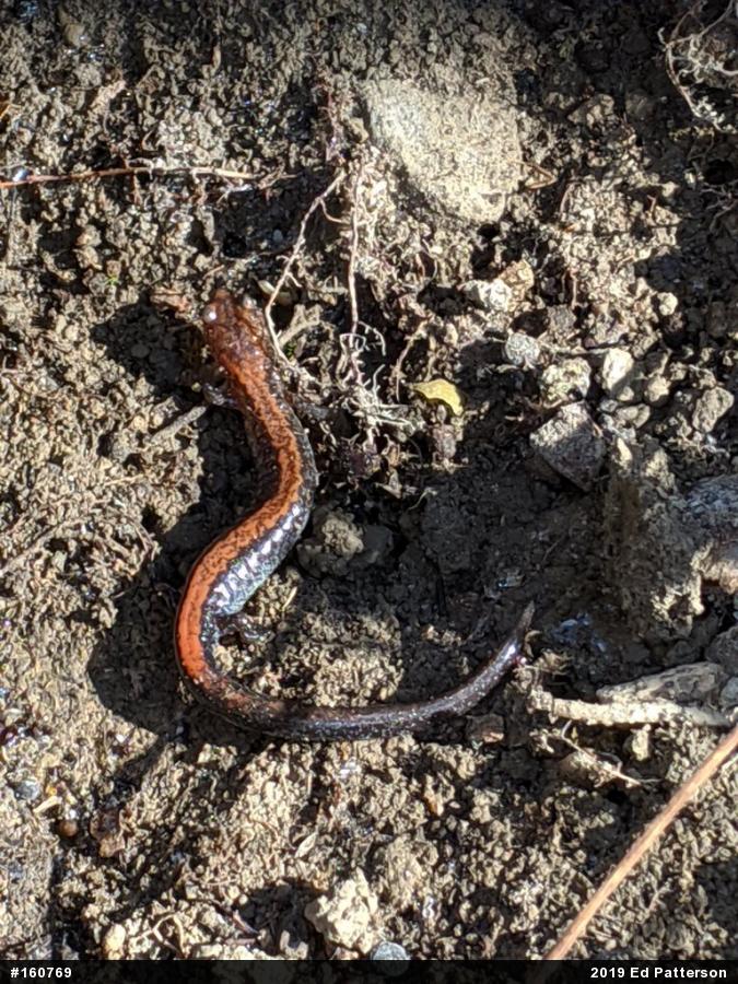 Eastern Red-backed  Salamander