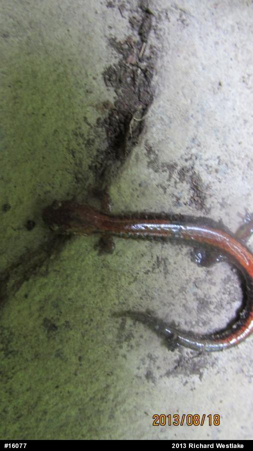 Eastern Red-backed  Salamander