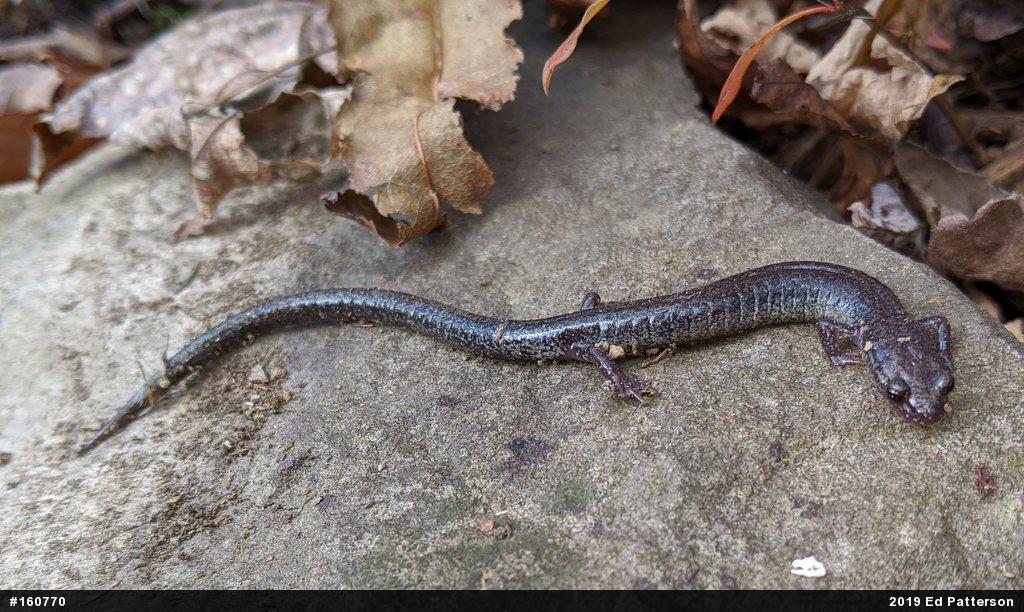 Valley And Ridge Salamander