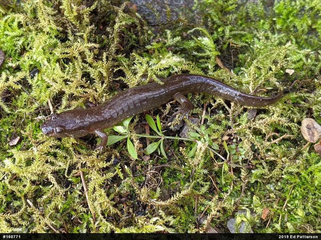 Northern Dusky Salamander