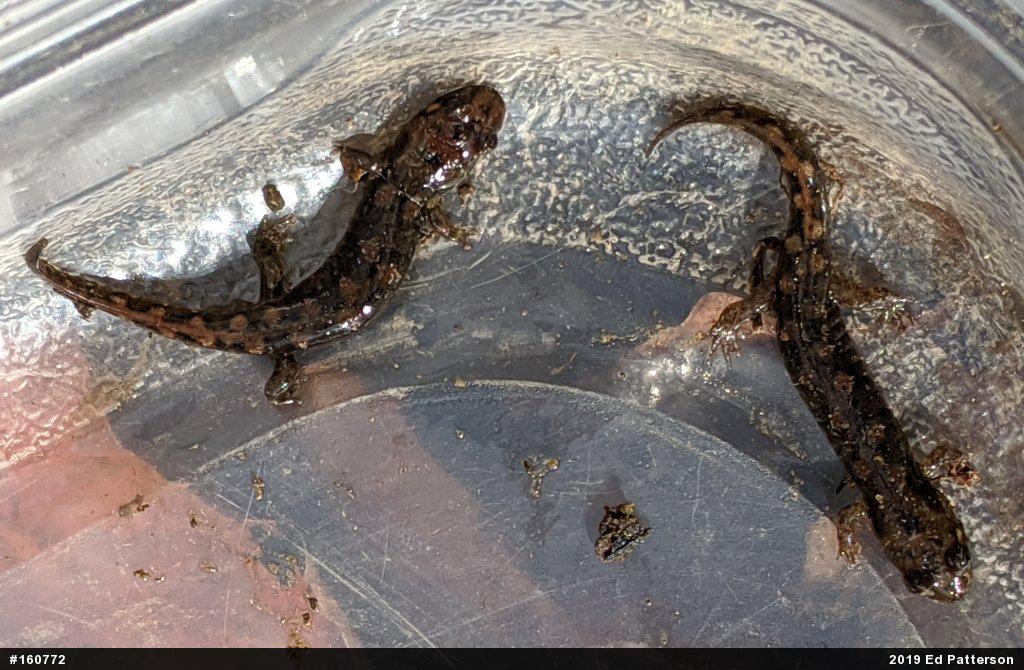 Seal Salamander