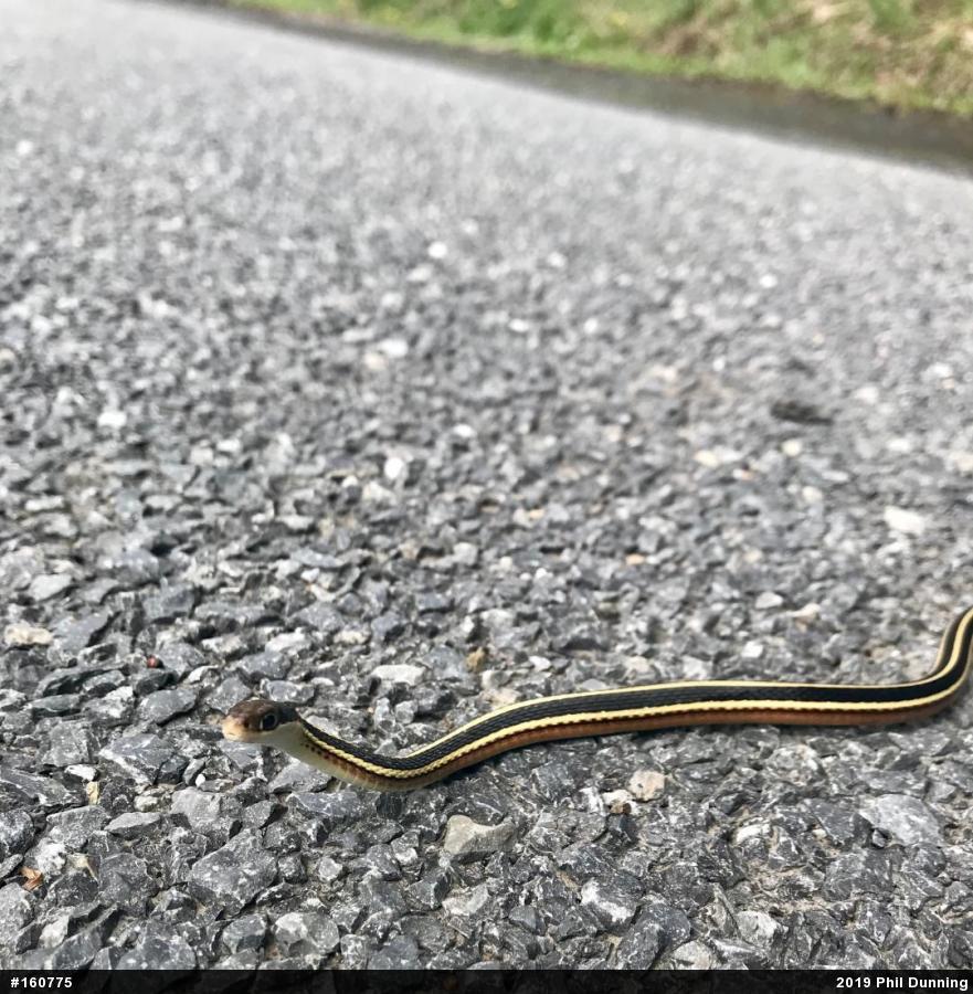 Northern Ribbonsnake