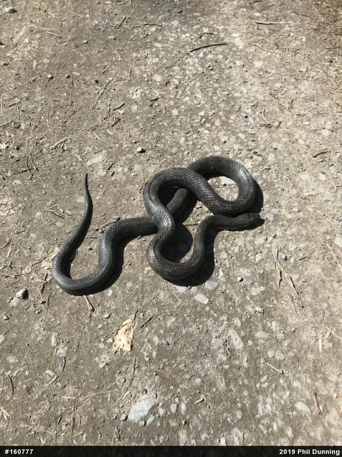 Eastern Ratsnake