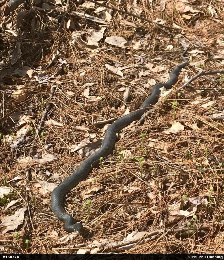 Northern Black Racer