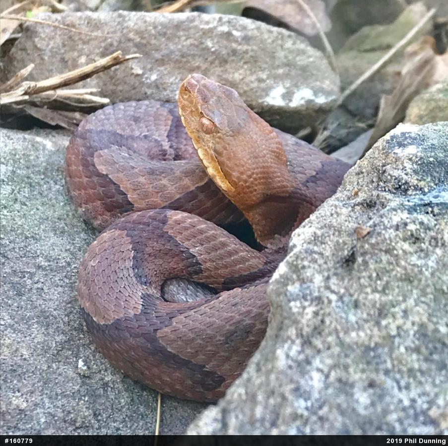 Northern Copperhead