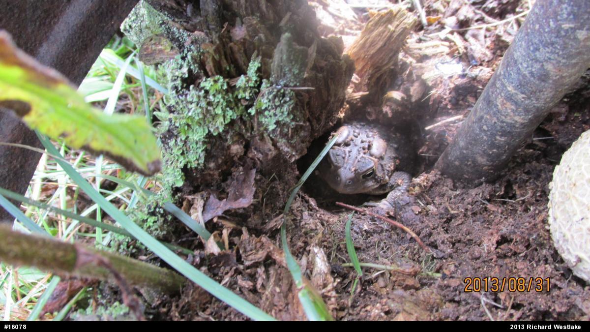 Eastern American Toad