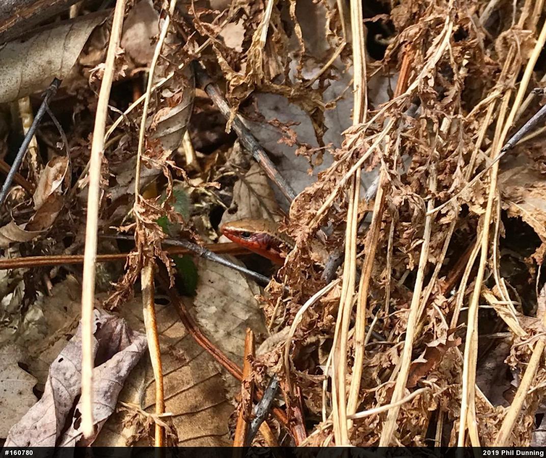 Northern Coal Skink