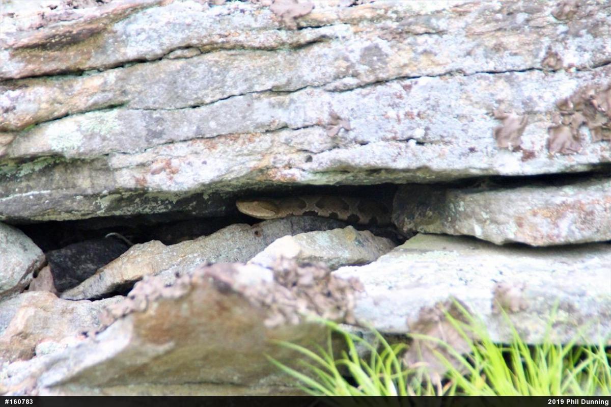 Northern Copperhead