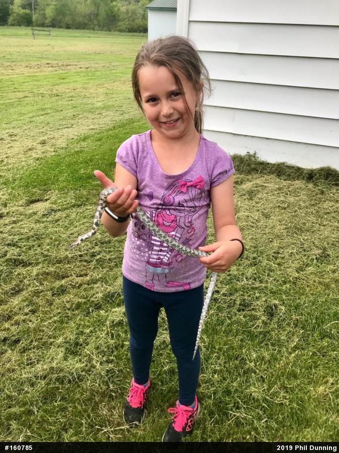Eastern Milksnake