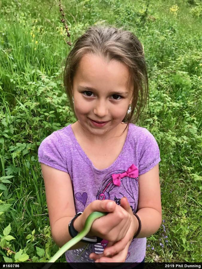 Smooth Greensnake