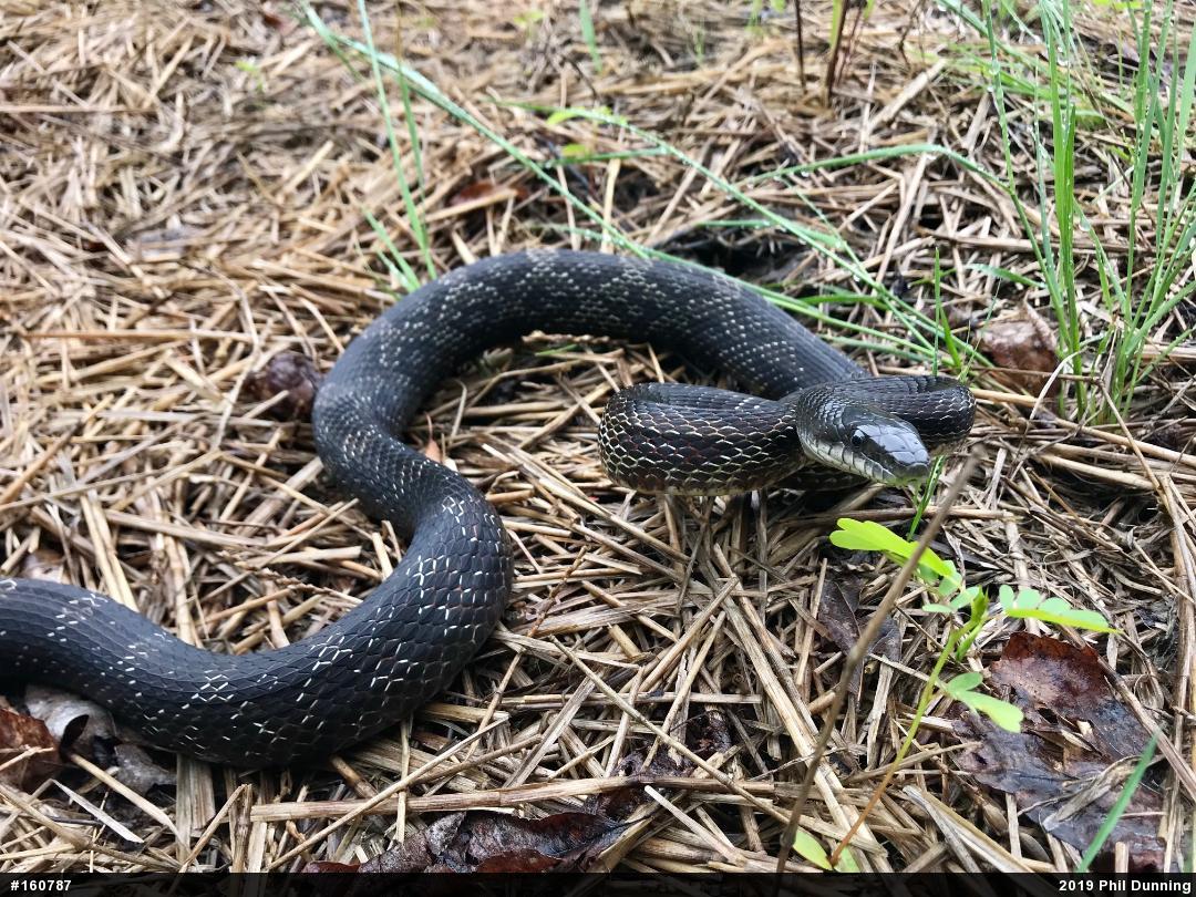 Eastern Ratsnake