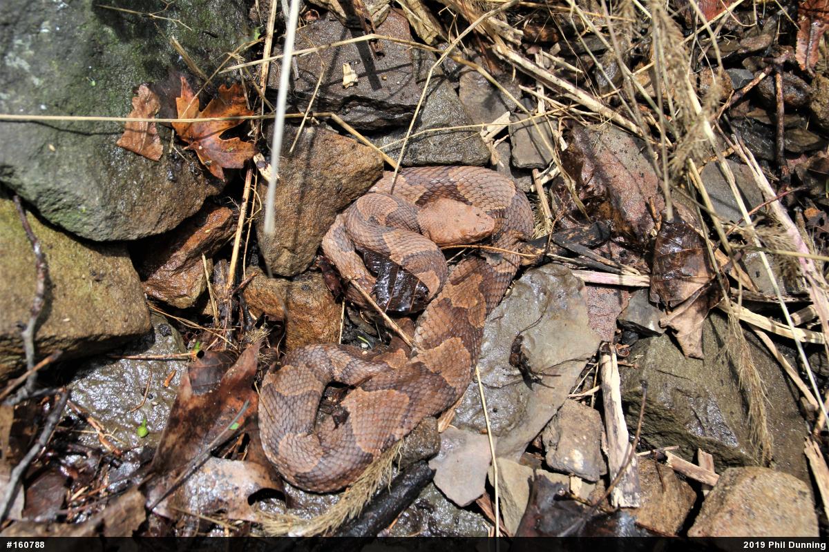 Northern Copperhead