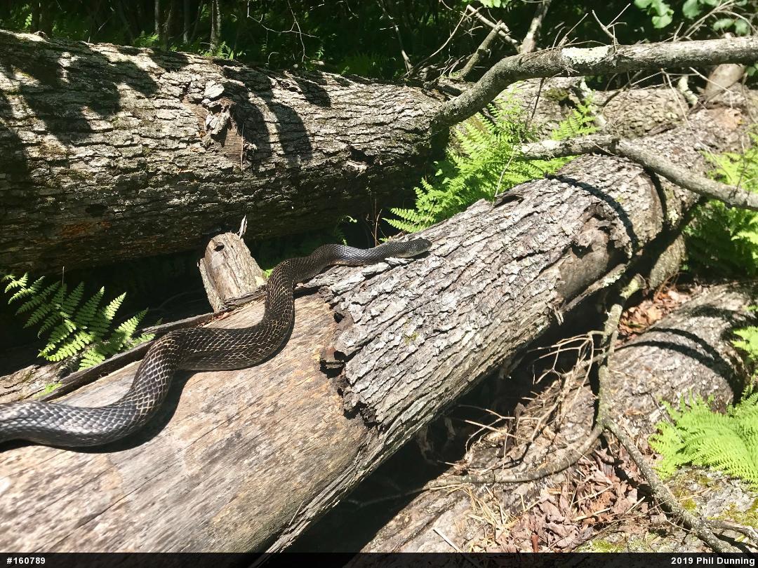 Eastern Ratsnake