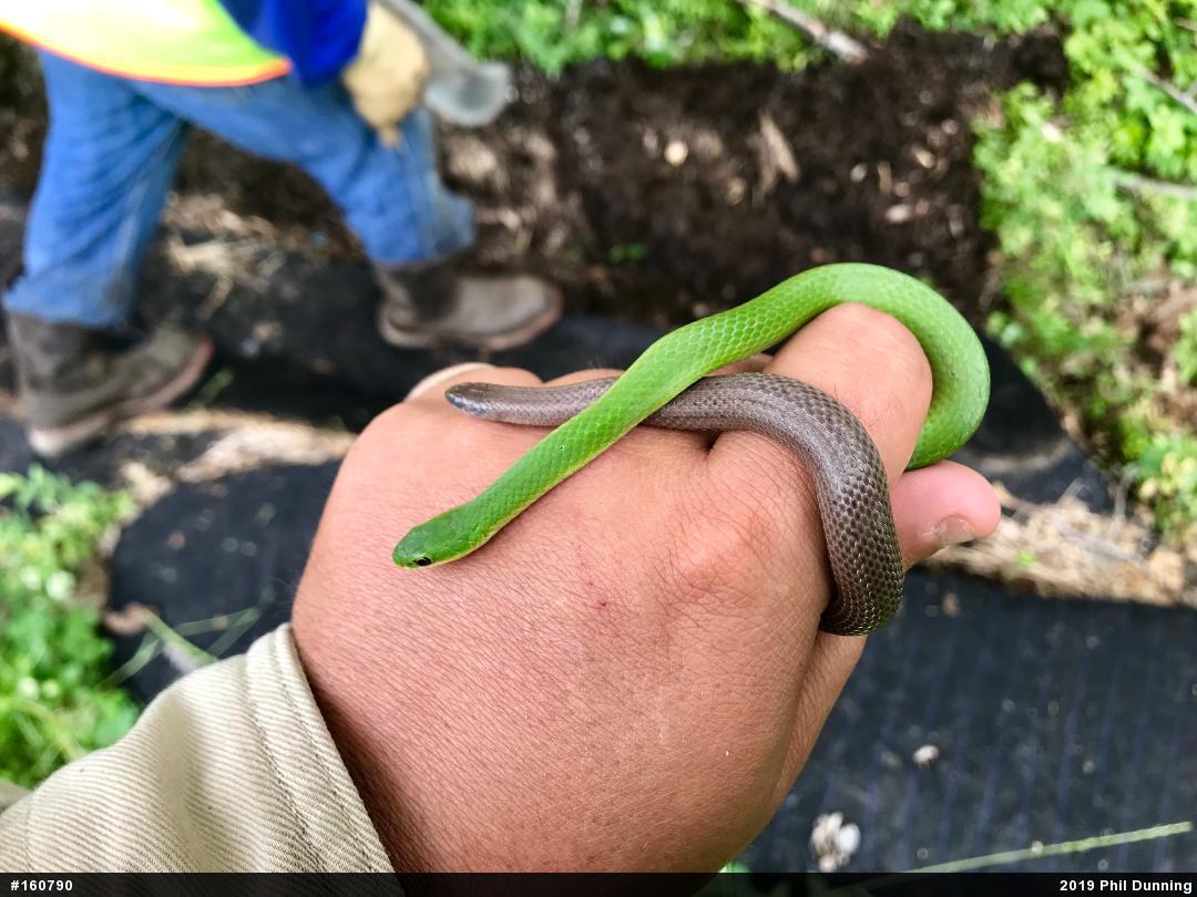 Smooth Greensnake