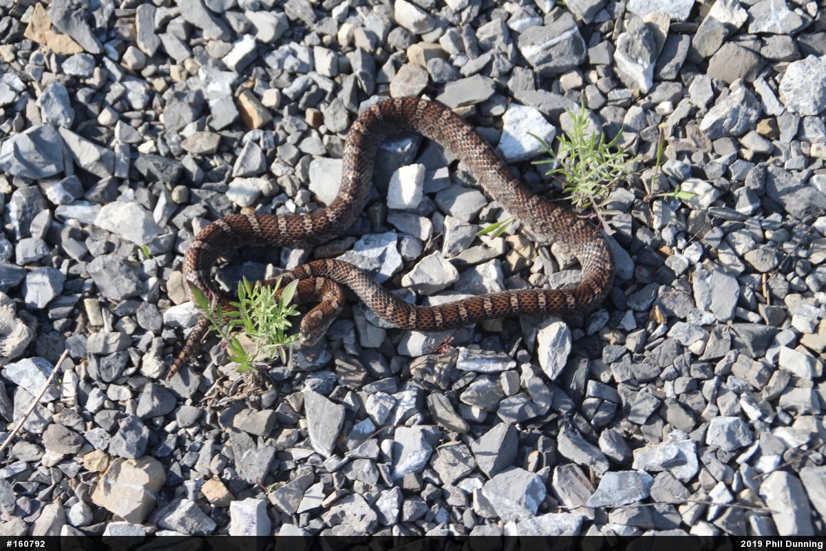 Eastern Milksnake