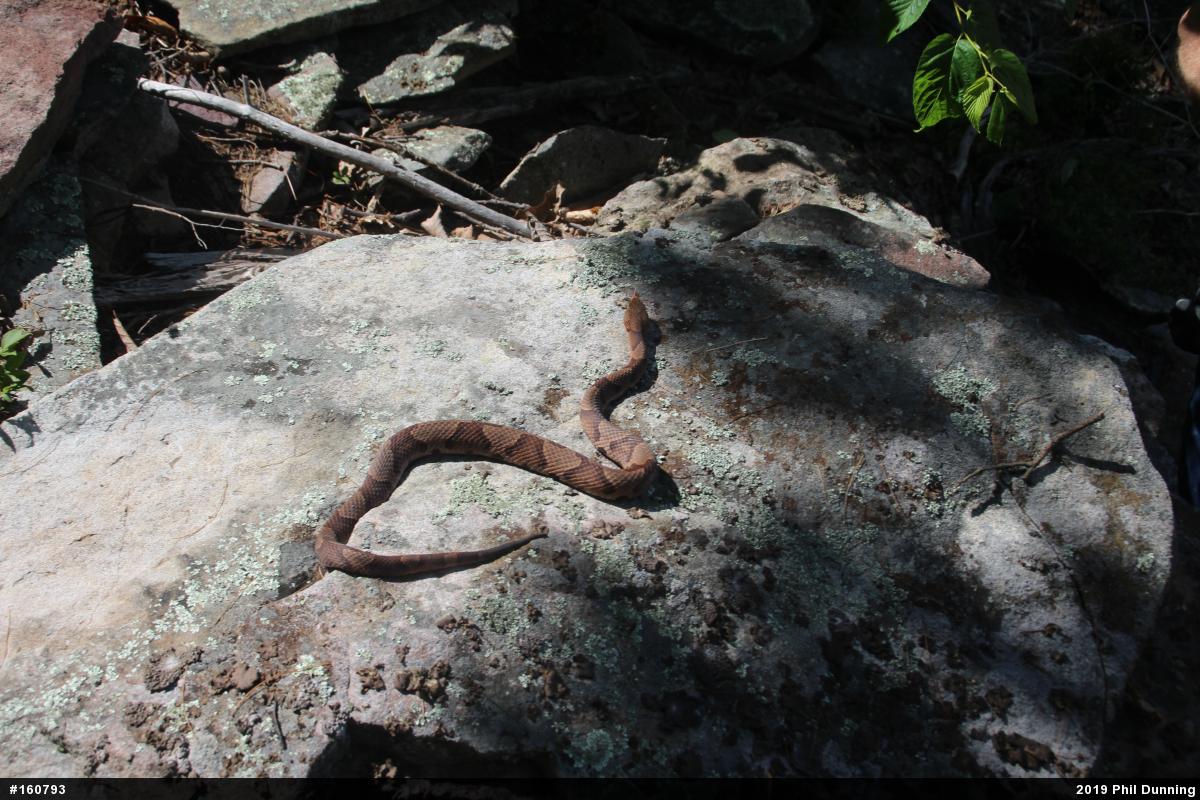 Northern Copperhead