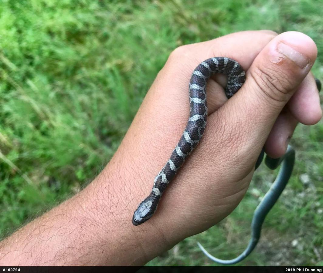 Eastern Milksnake