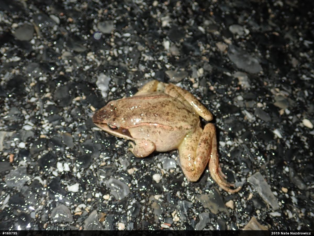 Wood Frog