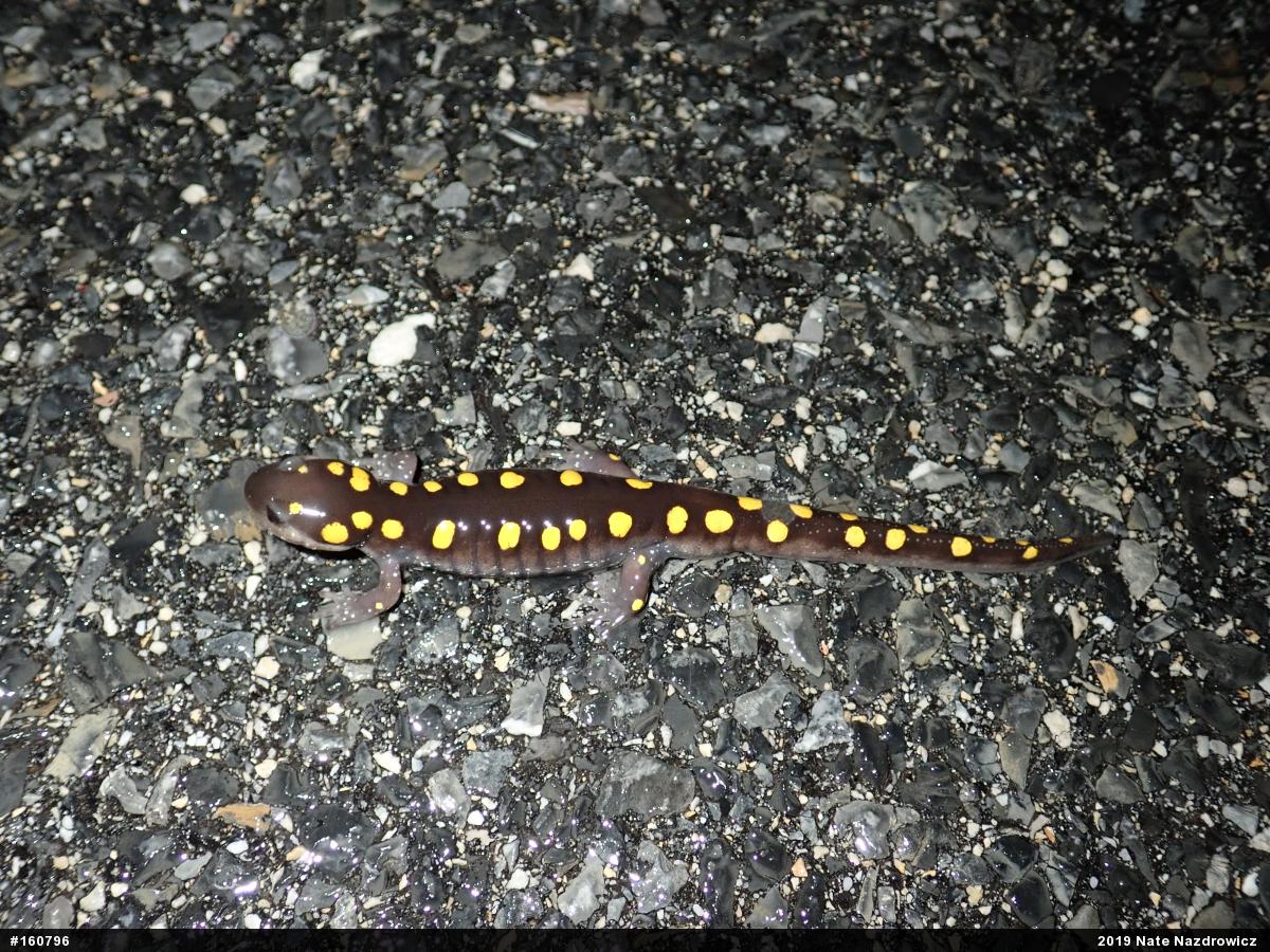 Spotted Salamander