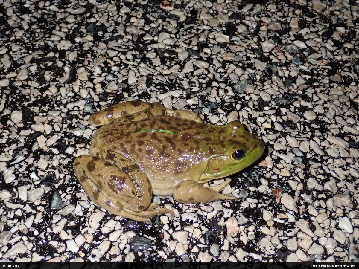 American Bullfrog