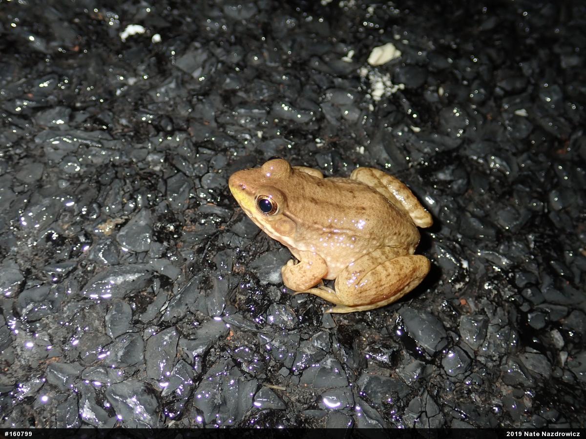 Green Frog