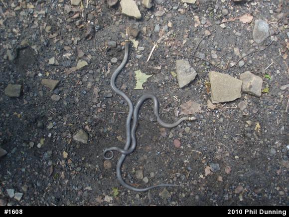Northern Ring-necked Snake