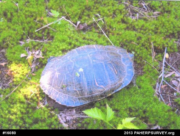 Pond Slider