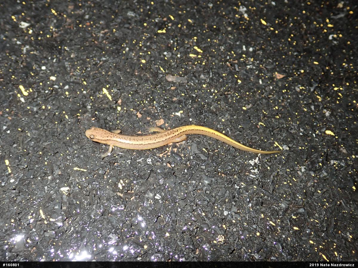 Northern Two-lined Salamander