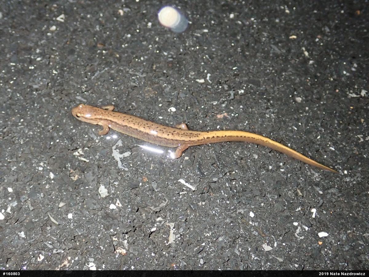 Northern Two-lined Salamander