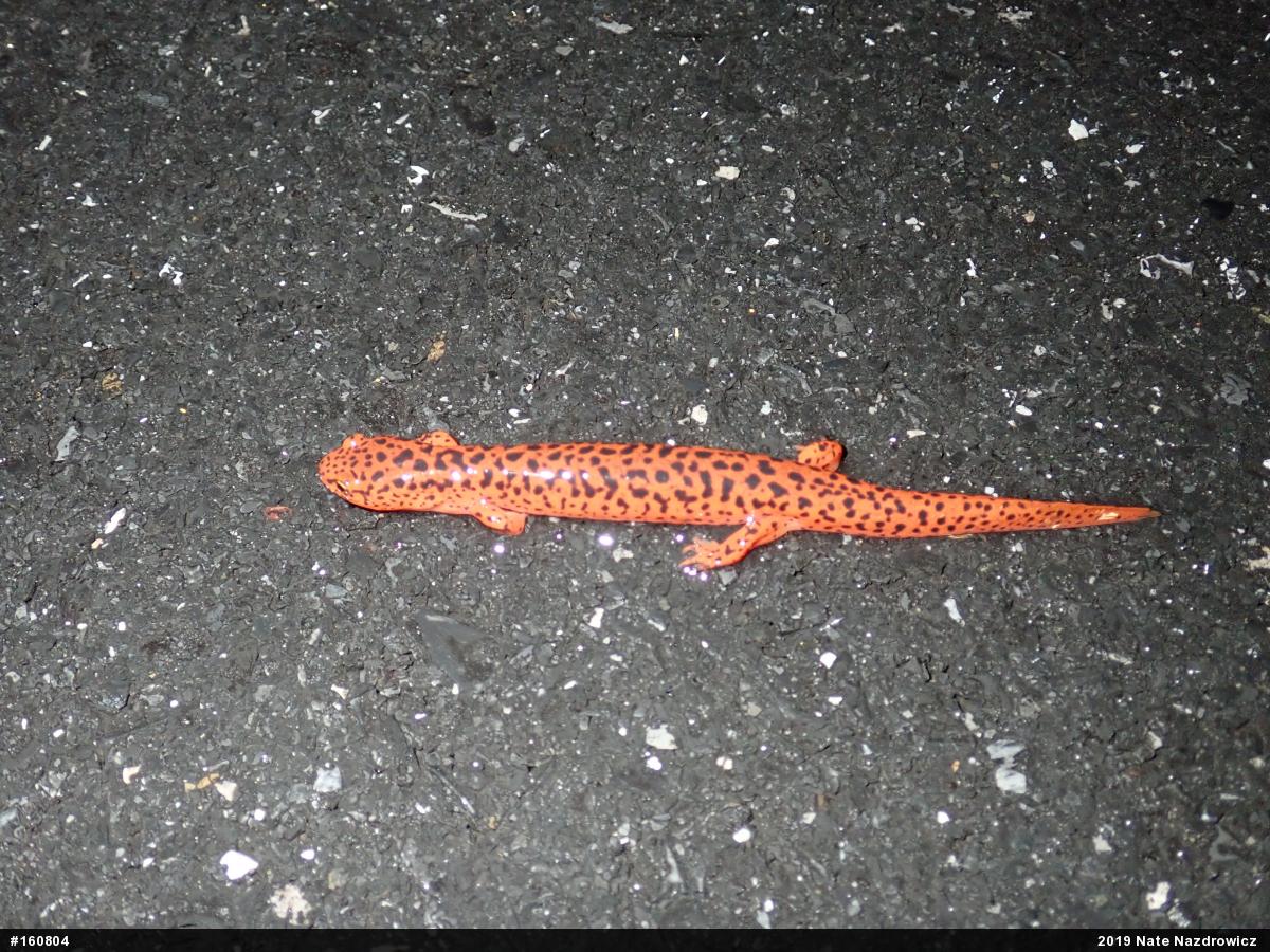 Northern Red Salamander
