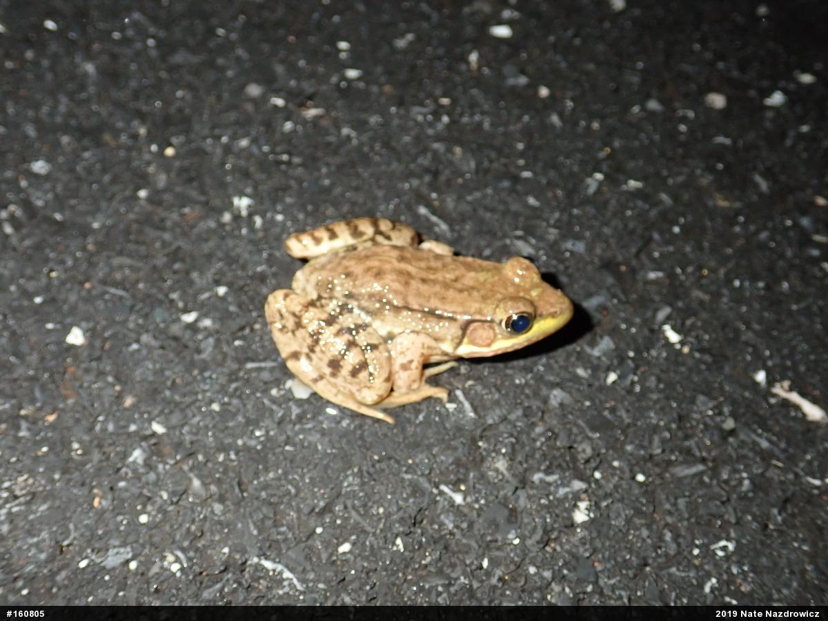Green Frog