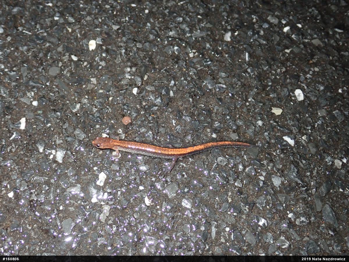 Eastern Red-backed  Salamander
