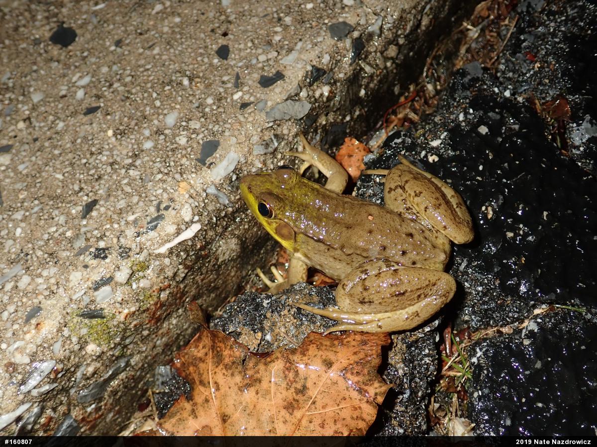 Green Frog