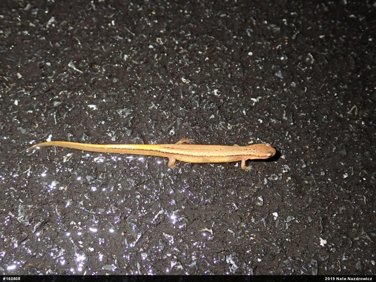 Northern Two-lined Salamander