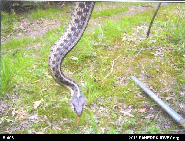 Eastern Gartersnake