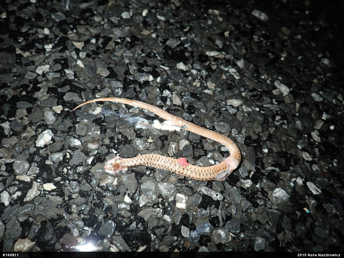 Dekay's Brownsnake