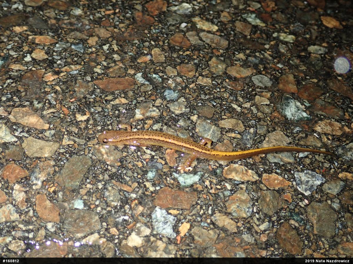 Northern Two-lined Salamander