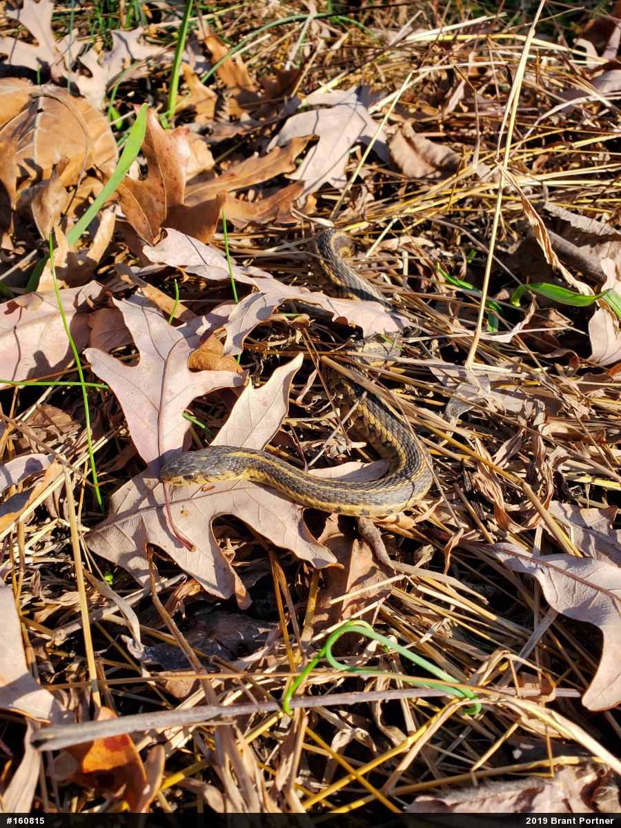 Eastern Gartersnake