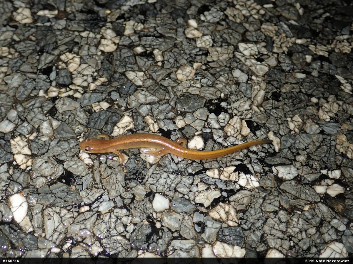 Northern Two-lined Salamander