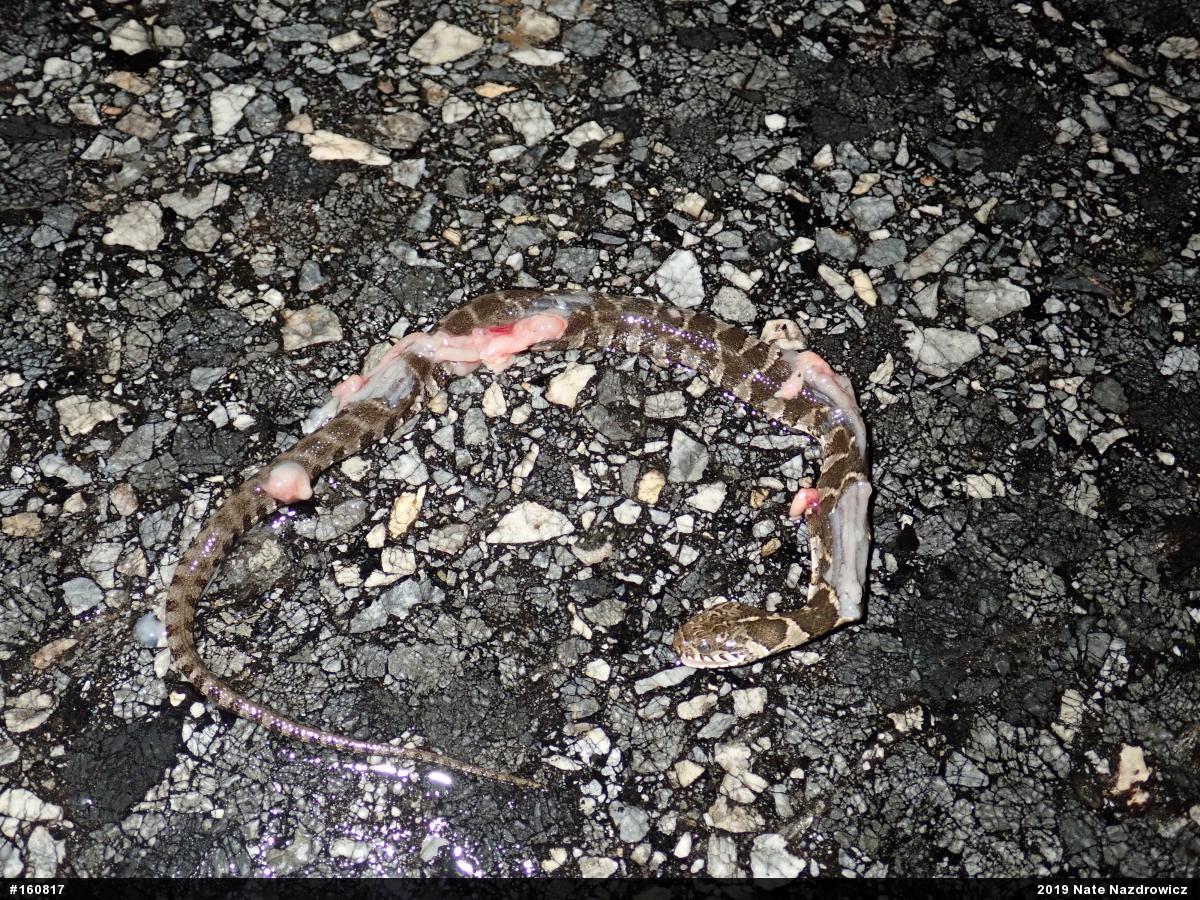 Northern Watersnake