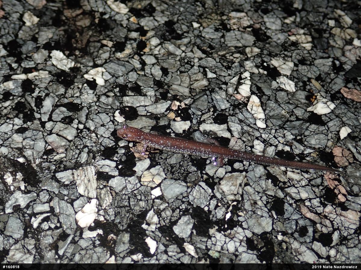 Eastern Red-backed  Salamander