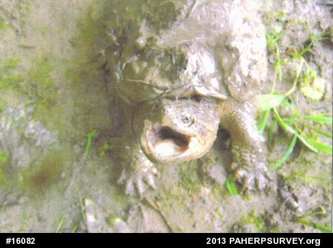 Snapping Turtle